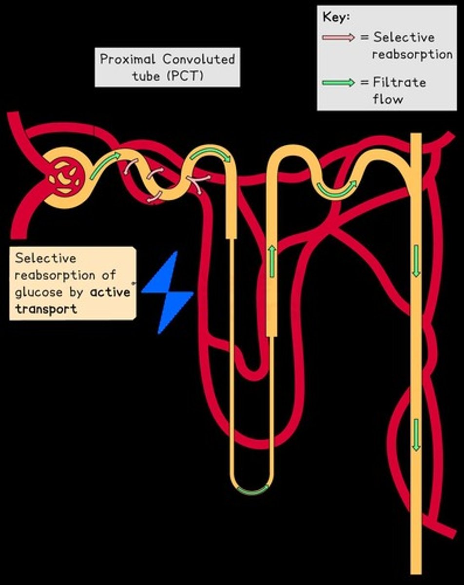 <p>All glucose present in the glomerular filtrate is reabsorbed back into the bloodstream in the proximal convoluted tubule (PCT).</p>