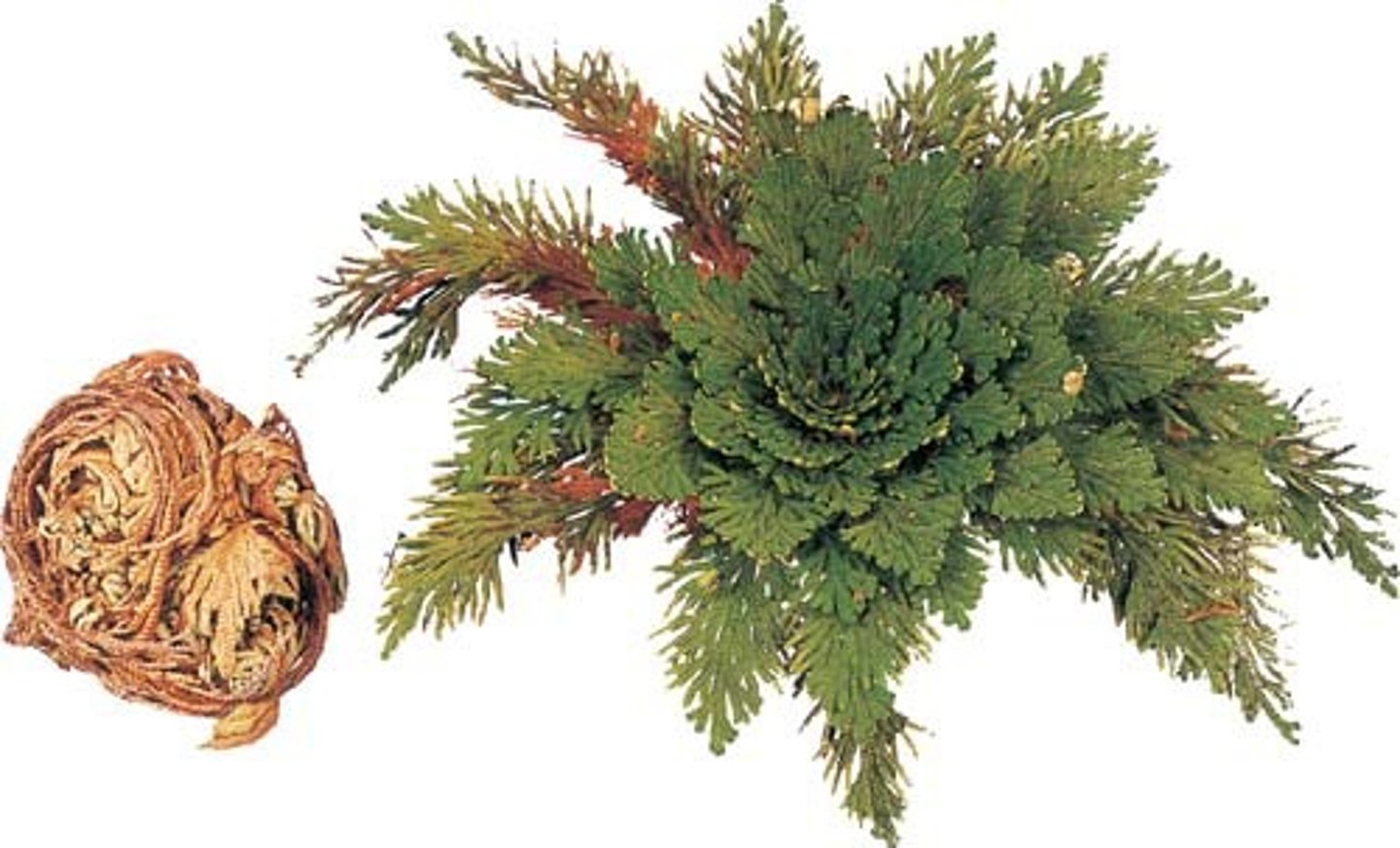 <p>Valse roos van Jericho</p>