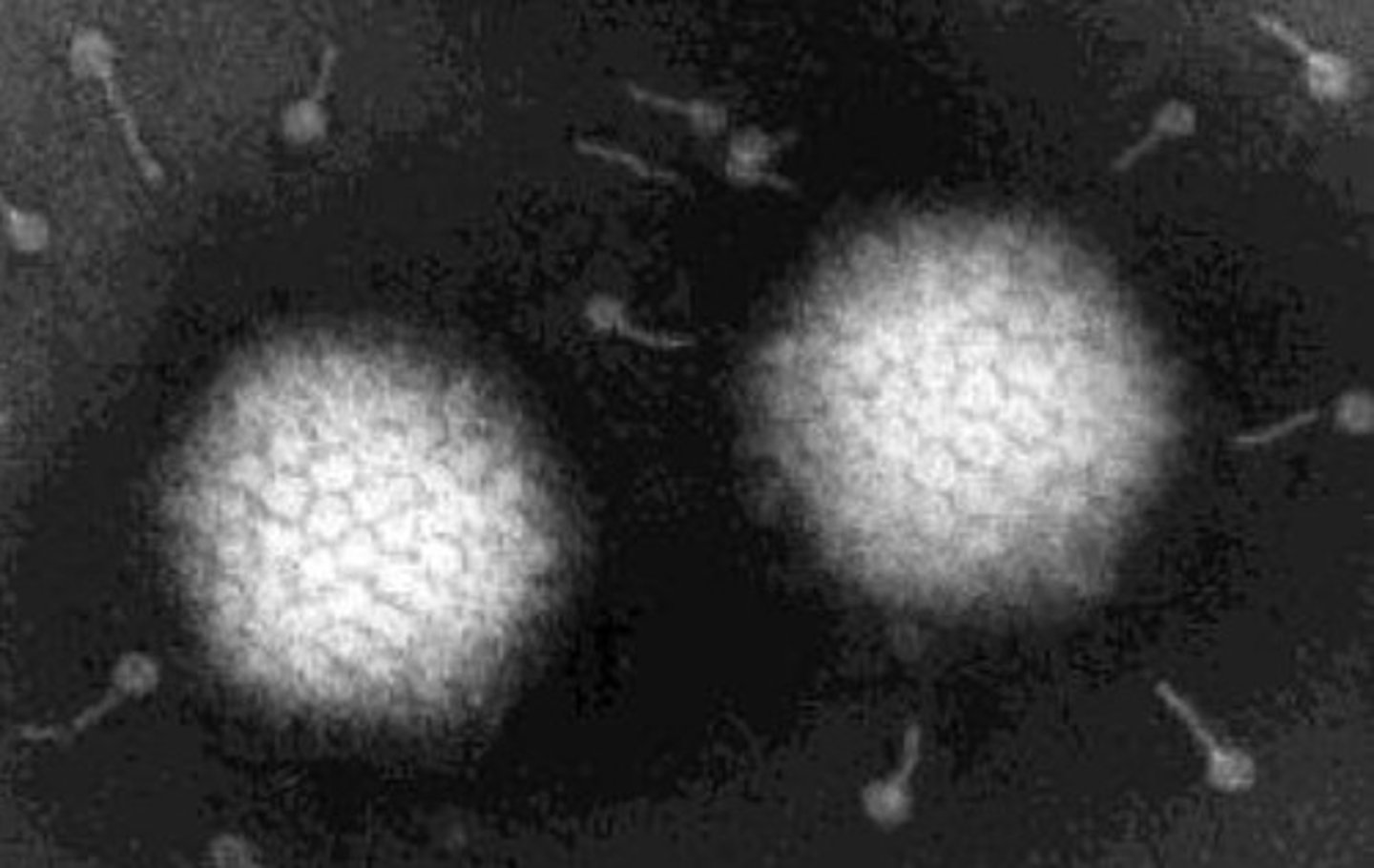 <p>Virus</p>