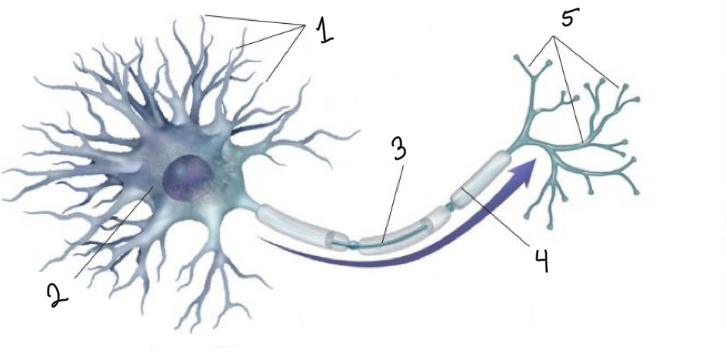 <p>What is represented by number 2?</p>