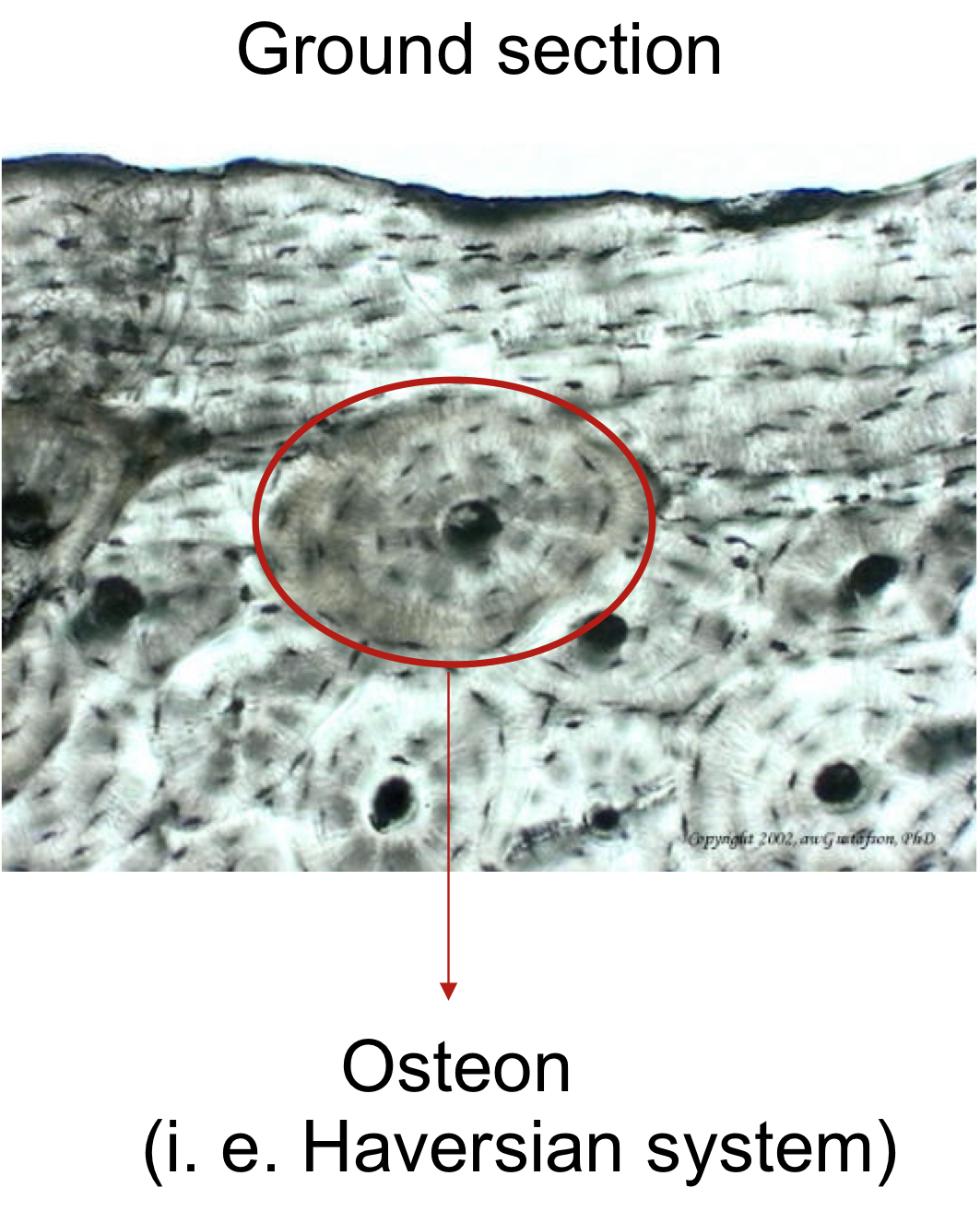 <p>what type of bone is this?</p>