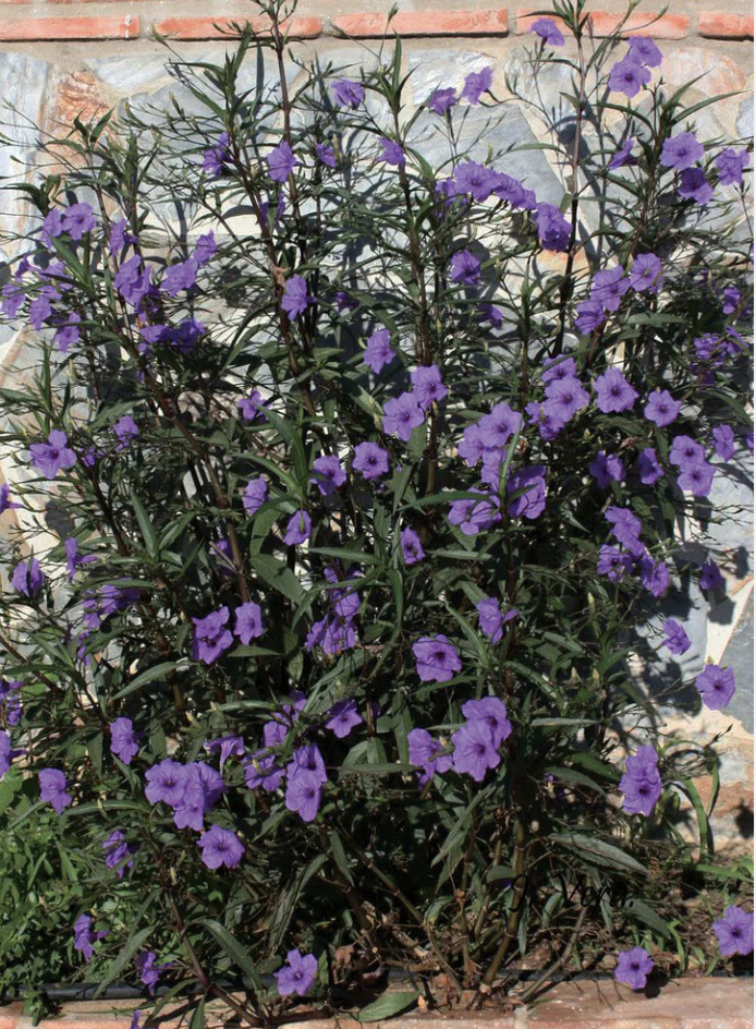 <p>Mexican Petunia</p>