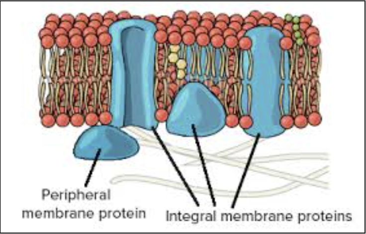 <ul><li><p>Peripheral proteins: bound to surface of membrane</p></li><li><p>Integral proteins: penetrate hydrophobic core</p><ul><li><p>Transmembrane proteins: span entire membrane</p></li></ul></li></ul><p></p>