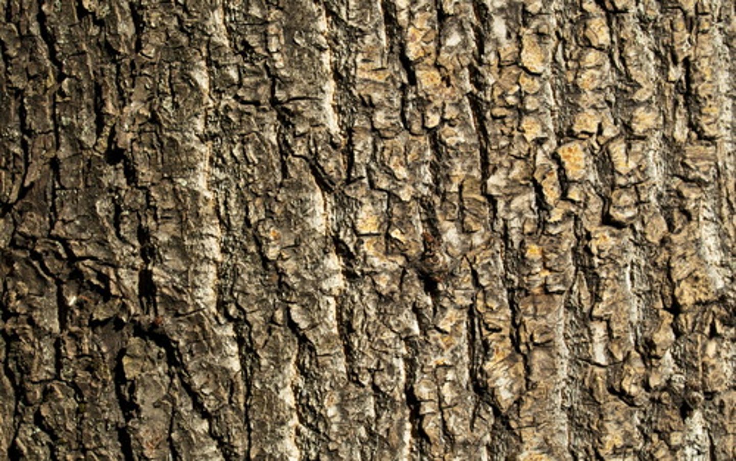 <p>Ligger innenfor ytterhouden. Består av et porøst + tykt lag med celler. Her kan vann + O2 + næringsstoffer lett diffundere mellom cellene</p>