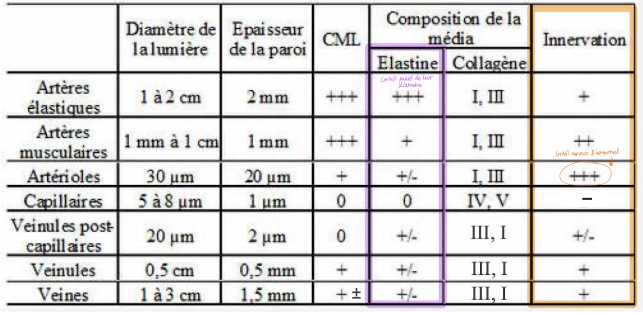 <p>artères elsatiques = grosses artères </p>