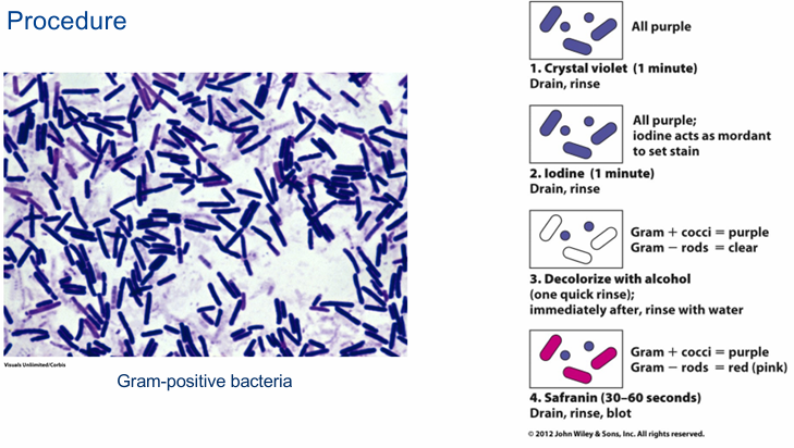 <p>Stap 1: kristalviolet 1min →paarskleuring: bevat pos geladen N →binden met iets neg</p><p>Stap 2: jood bij gedaan →kristalviolet binden →kristalvioletjood = sterkere kleur en groter molecule</p><p>Stap 3: Ontkleuren met ethanol en aceton</p><ul><li><p>aceton: lipofiel middel, CM kapot maken</p></li><li><p>ethanol: denaturatie eiwitten (peptidoglycaanlaag →dichter samenkomen)</p></li><li><p>bij gram neg er door, maar niet bij gram pos →dikke laag peptidoglycaan (samengedrukt)</p></li></ul><p>Stap 4: tegenkleuren met safranine →pos geladen</p><ul><li><p>gram pos: alle plaatsen bezet →oorspronkelijke kleurstof paars</p></li><li><p>gram neg: alle kristalviolet weg →kleurt roos</p></li></ul><p></p>
