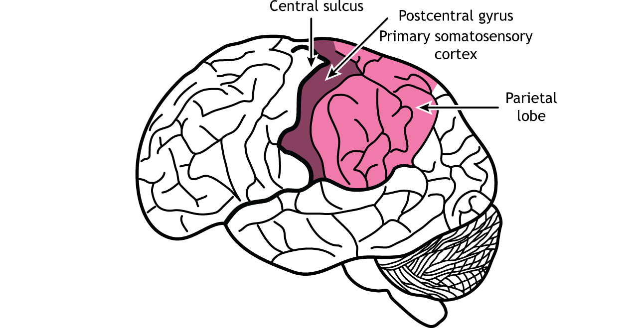 <p>Parietal Lobe</p>