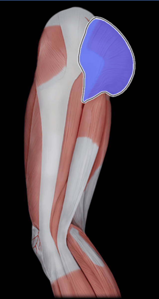 <p>What Muscle Is Highlighted?</p>