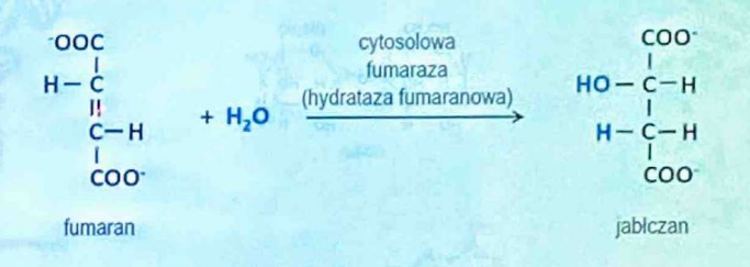 <p>(Liazy)</p><p>Przyłącza wodę do wiązania podwójnego.</p>