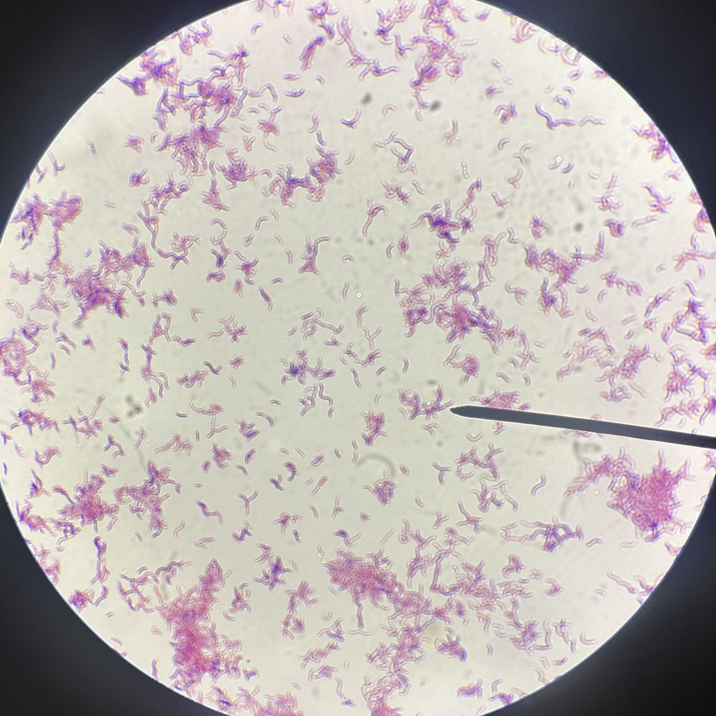 <p>What is the name of this species (include genus)?</p>