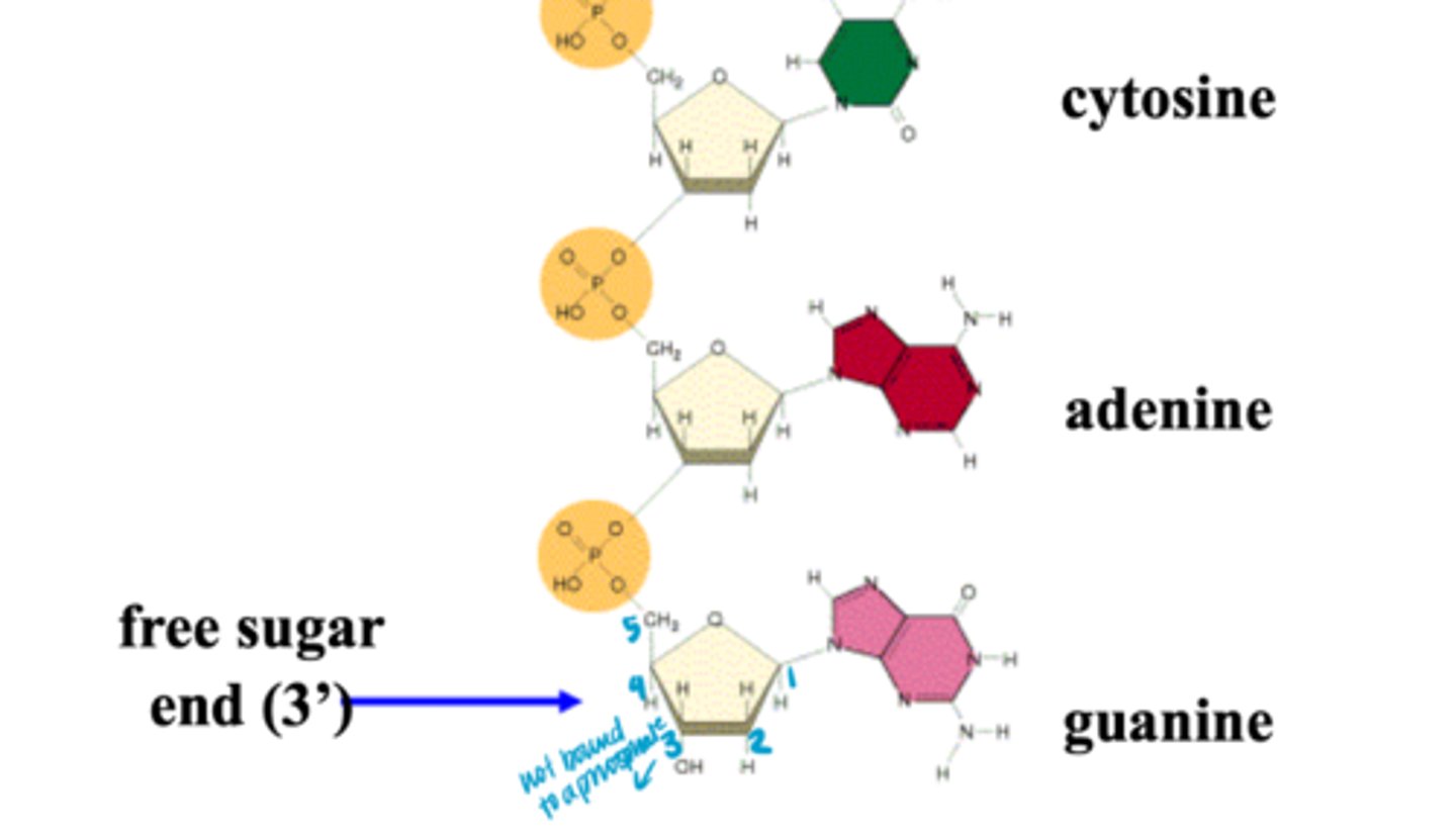 <p>what DNA polymerase attaches nucleotides to</p>