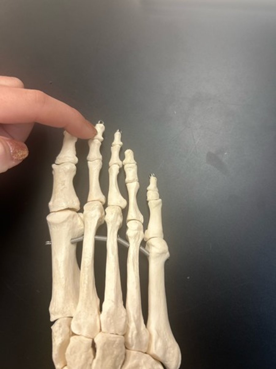 <p>name the bone</p>