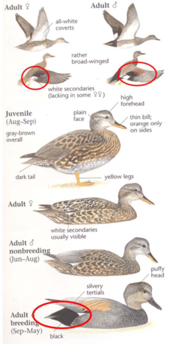 <p>Dabbler</p>
