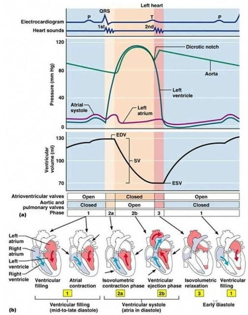 <ol><li><p>P wave: Atrial systole and mid-to-late ventricular diastole</p></li><li><p>QRS wave: Atrial diastole and ventricular systole</p></li><li><p>T wave: Early ventricular diastole </p></li></ol><p></p>