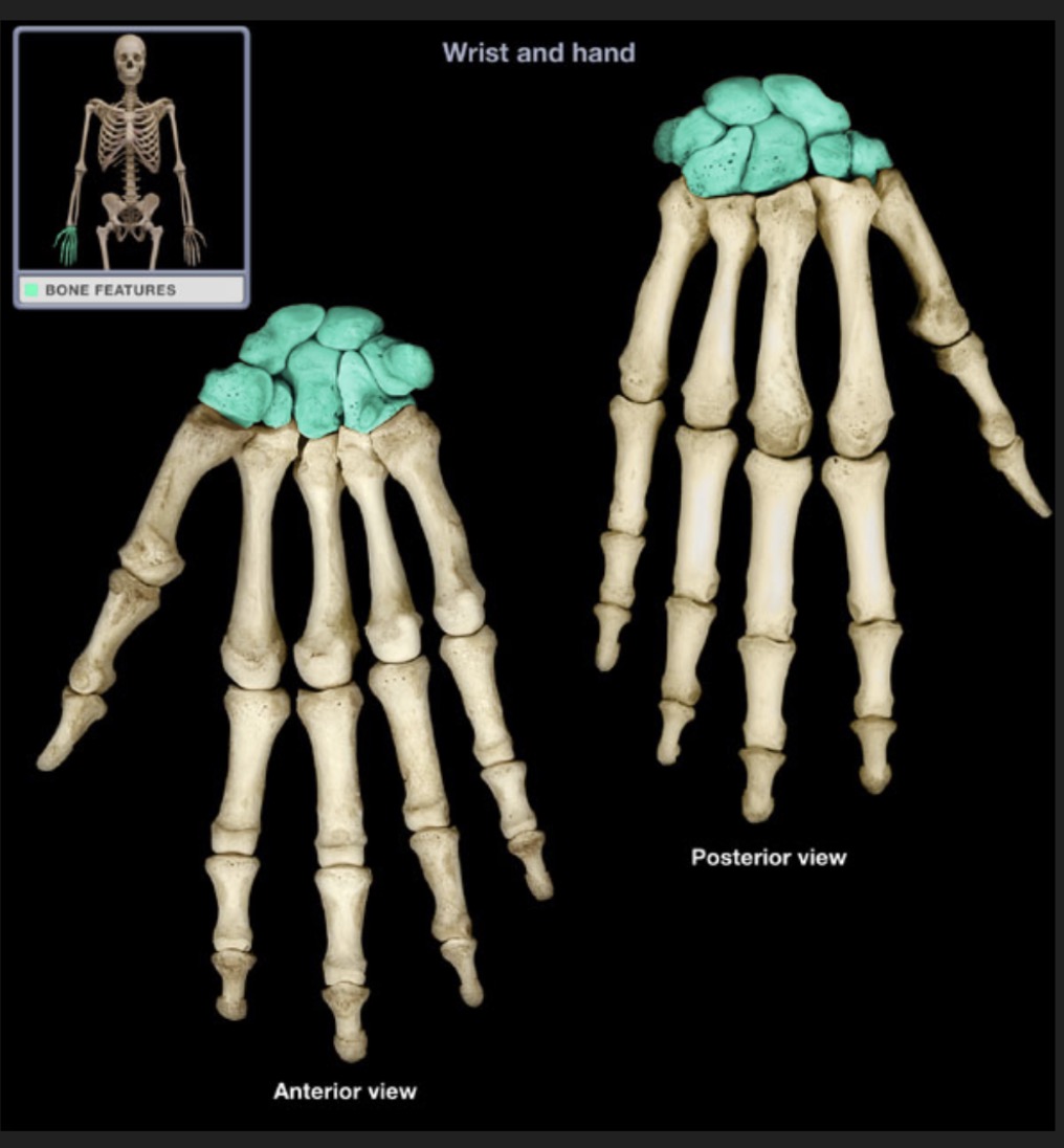 <p><span style="font-family: Arial, sans-serif; color: rgb(45, 59, 69)">consisting of eight wrist bones arranged into two rows of four</span></p><p><span style="font-family: Arial, sans-serif; color: rgb(45, 59, 69)">“So Long To Pinky, Here Comes The Thumb”</span></p>