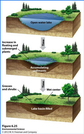 <p>Over a time span of hundreds to thousands of years, lakes are filled with sediments and slowly become terrestrial habitats.</p>