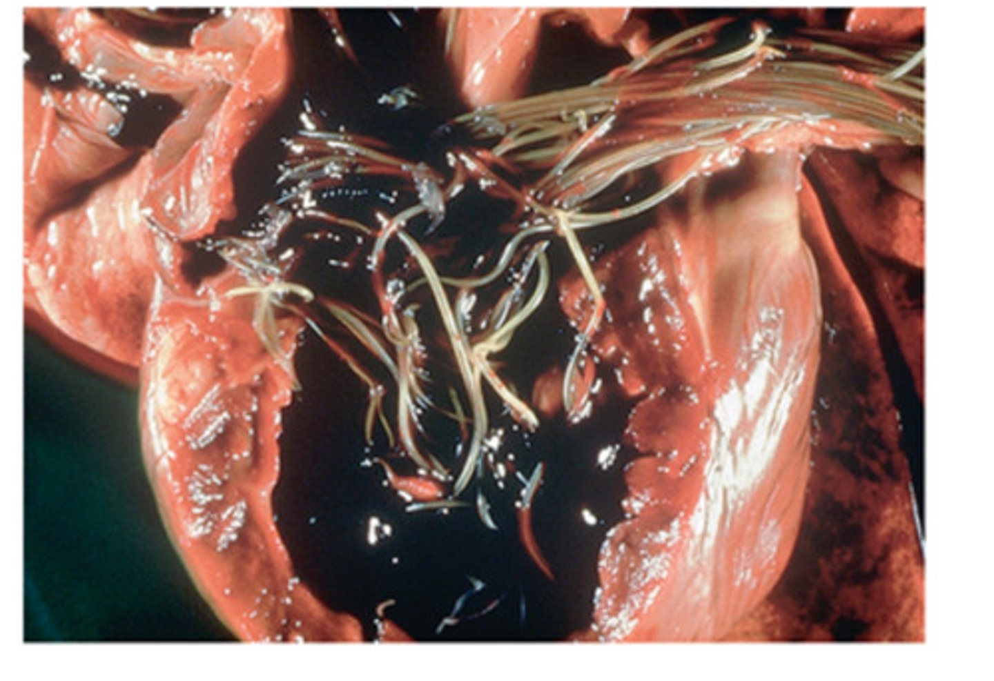 <p>This nematode of dogs is commonly found in the right ventricle and pulmonary artery. This parasite is called __</p>