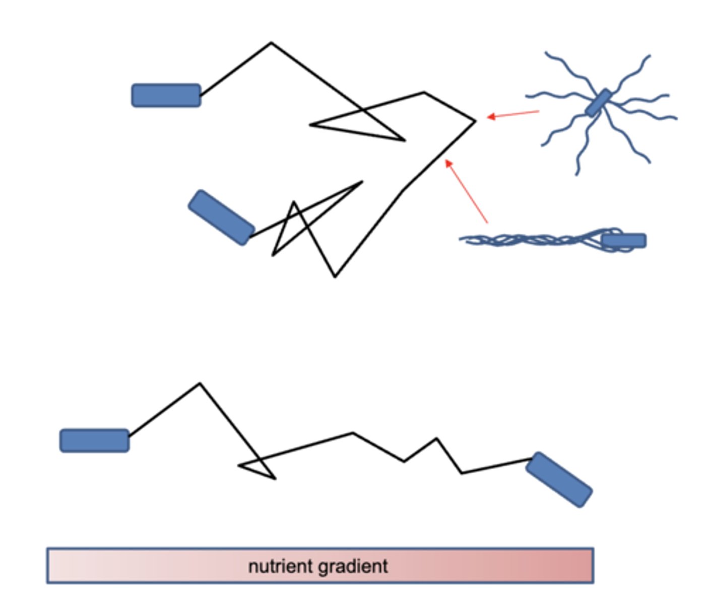 <p>as bacteria swim, an increased nutrient concentration will cause the bacteria to continue swimming, but if it senses a decreased nutrient concentration, then it will tumble, and change direction</p>