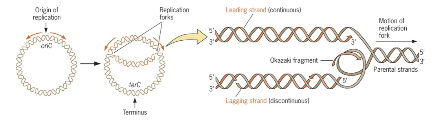 <p>the process of duplicating a dna molecule; begins at the origin of replication; catalyzed by dna polymerase</p>