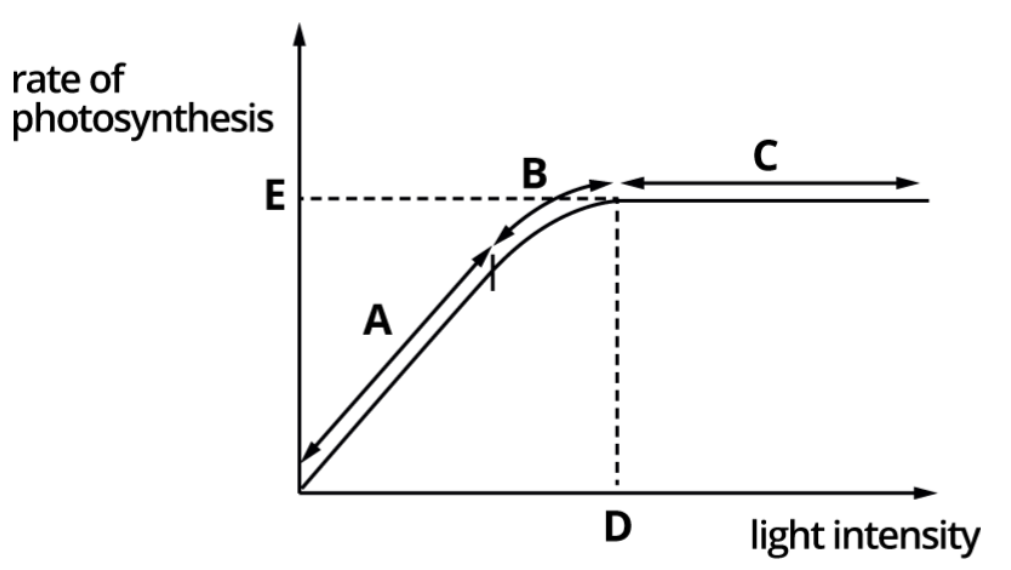 <p><span style="color: red">As the light intensity increases, the rate of photosynthesis increases until it plateaus.</span></p><p><strong>Region A: light intensity</strong> is low and prevents photosynthesis reaching a maximum rate – as light intensity increases so does the rate. This shows that light intensity is the limiting factor.</p><p><strong>Region B:</strong> the amount of photosynthetic pigment or another factor such as carbon dioxide concentration or rubisco concentration, becomes the limiting factor.</p><p><strong>Region C:</strong> has reached max rate of photosynthesis (<strong>E</strong>).</p><p><strong>Region D:</strong> is the <strong>saturation point</strong> – an increase in light intensity causes no further increase in the rate of photosynthesis.</p>