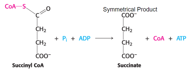 <p><mark data-color="yellow">succinyl CoA synthetase catalyzes the cleavage of thioester linkage</mark> and simultaneously powers formation of ATP</p><p><span style="color: red">only substrate level phosphorylation in cycle</span></p>