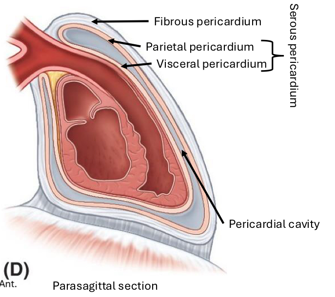 <p></p><p>Surrounds the heart and great vessels</p><p>Inelastic</p><p>Roots heart in thorax</p><p>Protects heart</p>