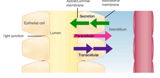 <p><span>Tubule transport can either occur in between the epithelial cells, called </span><strong>paracellular transport</strong><span> or through the cells, across both the apical/luminal and basolateral membranes. Most paracellular transport is moving items from the tubule lumen, to the interstitium (and then to the blood). This is a process of reabsorption. </span><strong>Transcellular transport</strong><span> can be either a process of reabsorption or a process of secretion. Regardless, this main mechanism for how we move molecules to and from the tubule requires channels or proteins carriers to move items like glucose, ions and water, across tubule cell membranes.</span></p><p></p><ul><li><p>tight junctions do not permit any transport between cells </p></li></ul><p></p>