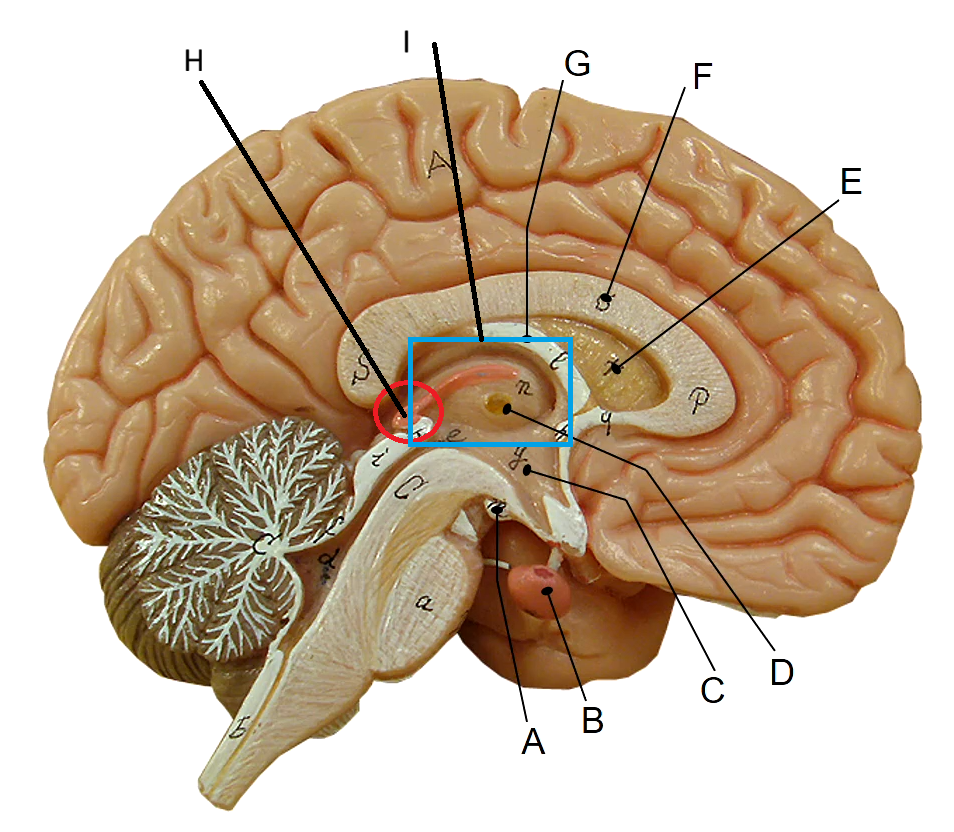 <p>C</p>