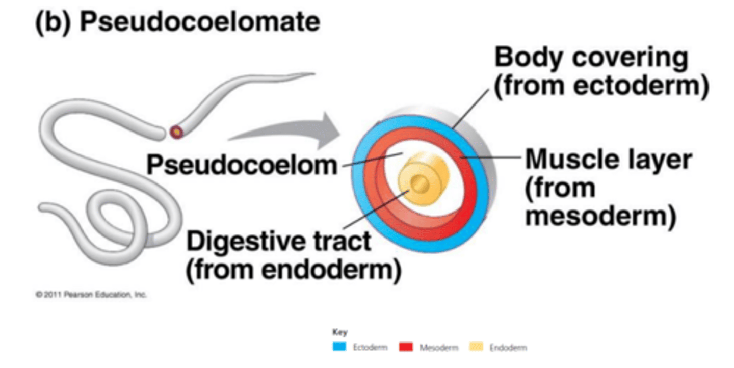 <p>a body cavity that is formed from mesoderm and endoderm</p>