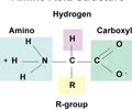 <p><span>Connected to the N-C-C backbone</span><br><span>1. Amino group </span><br><span>2. Carboxyl group</span><br><span>3. R group</span></p>