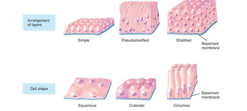 Tissue that covers outside of the body and lines organs and cavities