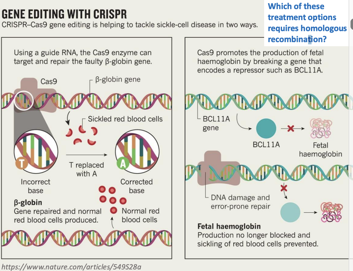 <p>Which of these treatment options requires homologous recombination?</p>