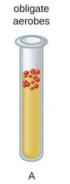 <p>Organism showing growth only at the top of the tube where oxygen is high and possessing catalase and superoxide dismutase for oxygen detoxification.</p>
