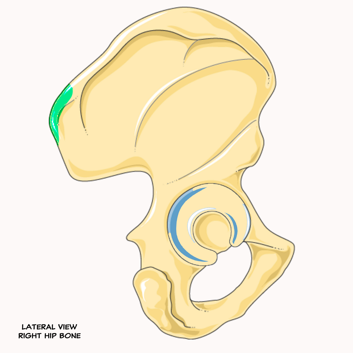 <p>Name the highlighted feature of the pelvis</p>