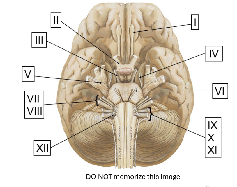<ol><li><p>olfactory</p></li><li><p>optic</p></li><li><p>oculomotor</p></li><li><p>trochlear</p></li><li><p>trigeminal</p></li><li><p>abducens</p></li><li><p>facial</p></li><li><p>vestibulocochlear</p></li><li><p>glossopharyngeal</p></li><li><p>vagus</p></li><li><p>spinal accessory</p></li><li><p>hypoglossal</p></li></ol><p></p>