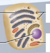 <p>Name this cell type.</p>