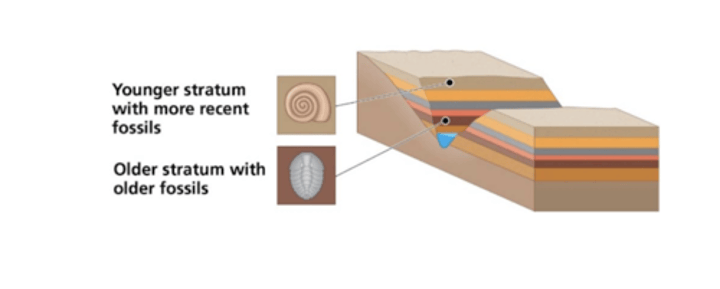 <p>The succession of life forms in the Earth's strata (over time) due to:<br>-catastrophe —> local extinction —> presence of fossils in the stratum <br>-after a catastrophe, different species moved into the area —> new fossils in a new stratum following another catastrophe</p>