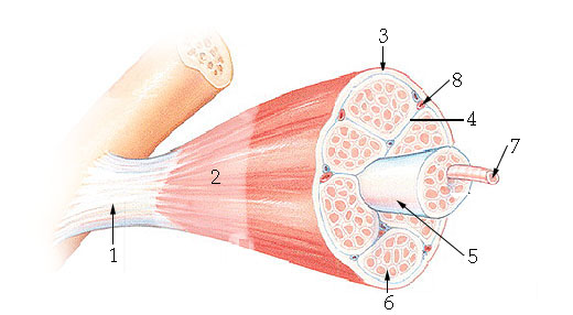 <p>endomysium</p>