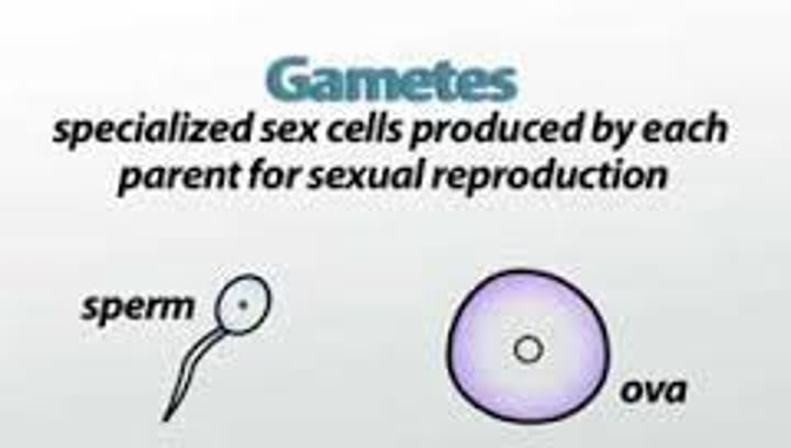 <p>cells that produce gametes</p>