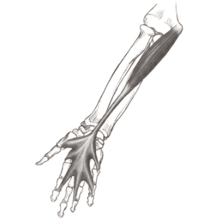 <p><strong>Origin</strong>: medial epicondyle of humerus</p><p><strong>Insertion</strong>: palmar aponeurosis</p><p><strong>Action</strong>: wrist flexion</p>