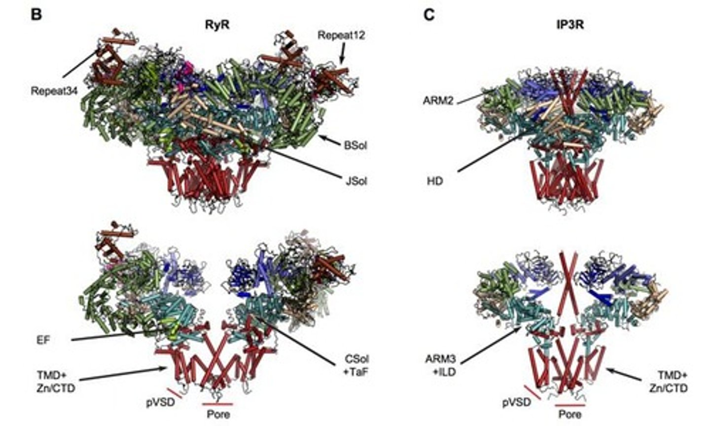 <p>IP3 receptors are about half the size of RyRs, with a functional channel size of ~1,000 kD.</p>