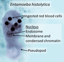 <p>Entamoeba histolytica (20 u)— Pathogenic</p>