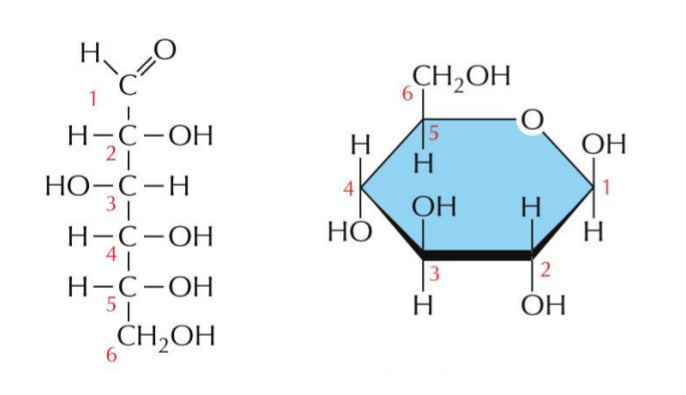 <ul><li><p>Sugars with 5 or more carbons form a closed ring structure.</p></li><li><p>Forms ring formation</p></li></ul><p></p>