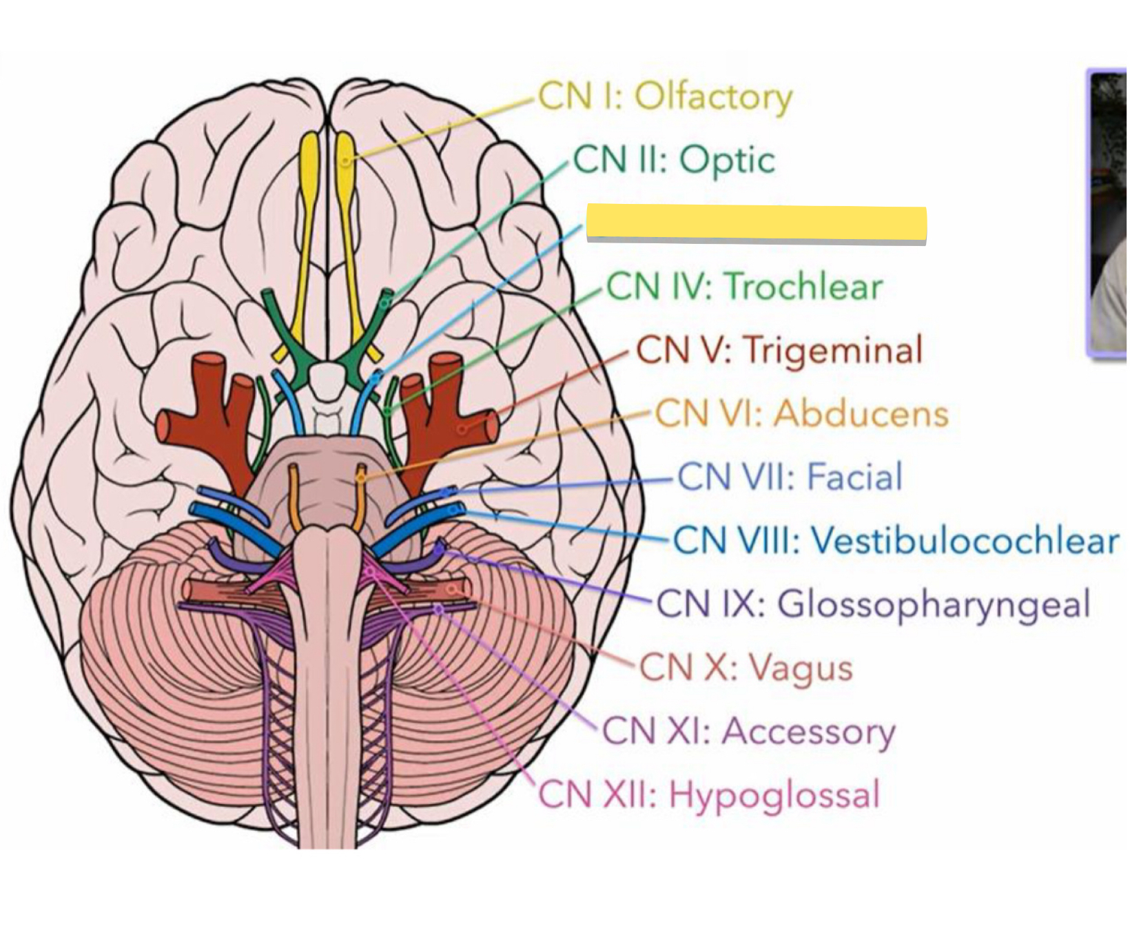 <p>Name this cranial nerve&nbsp;</p>