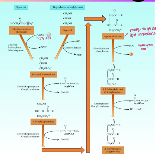 <p>Triacylglycerol Synthesis</p>