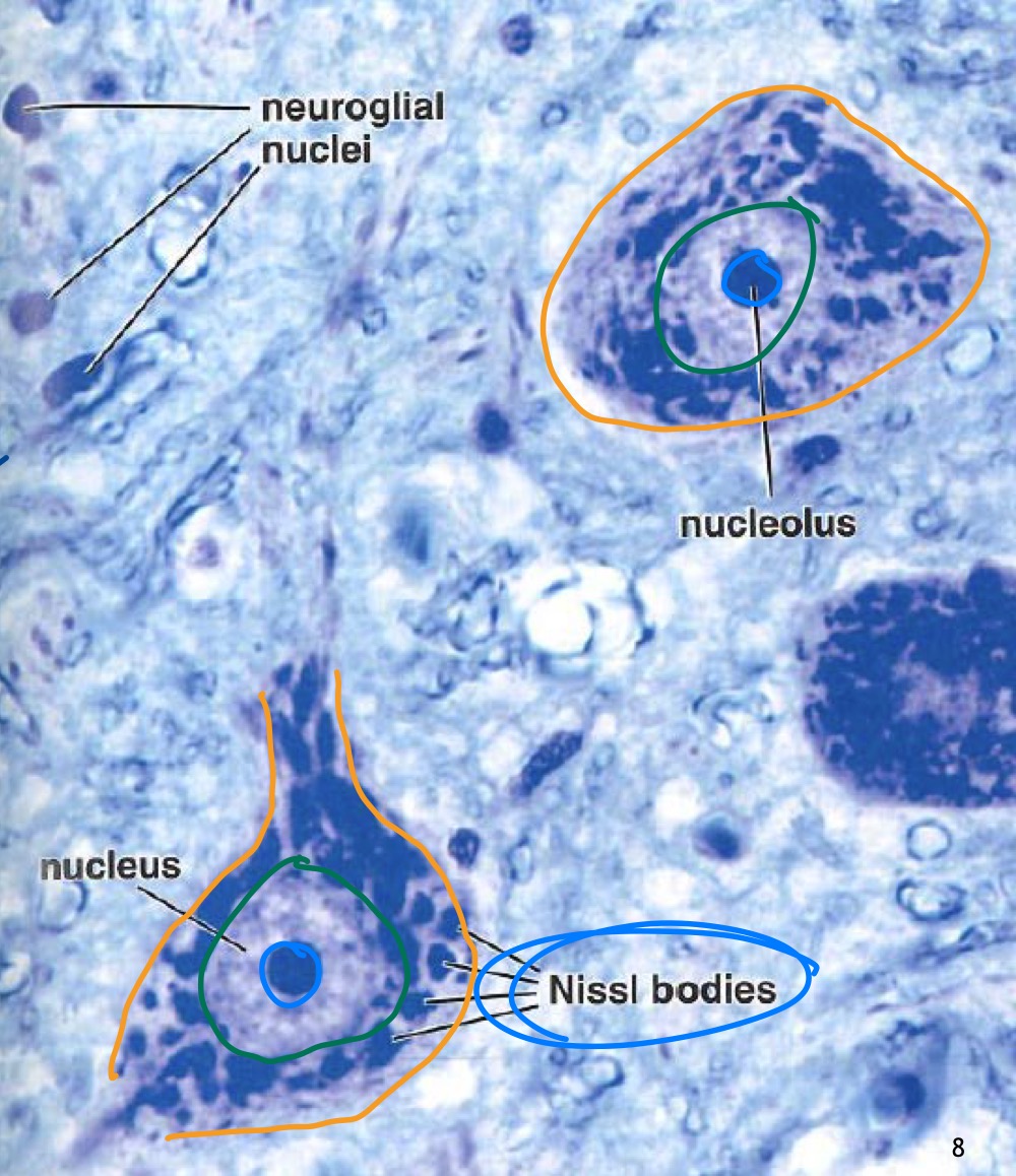 <p>MO, résine, bleu de toluidine</p><p>Neurones</p><ul><li><p>blocs de Nissl</p></li><li><p>Noyau + nucléole</p></li></ul>