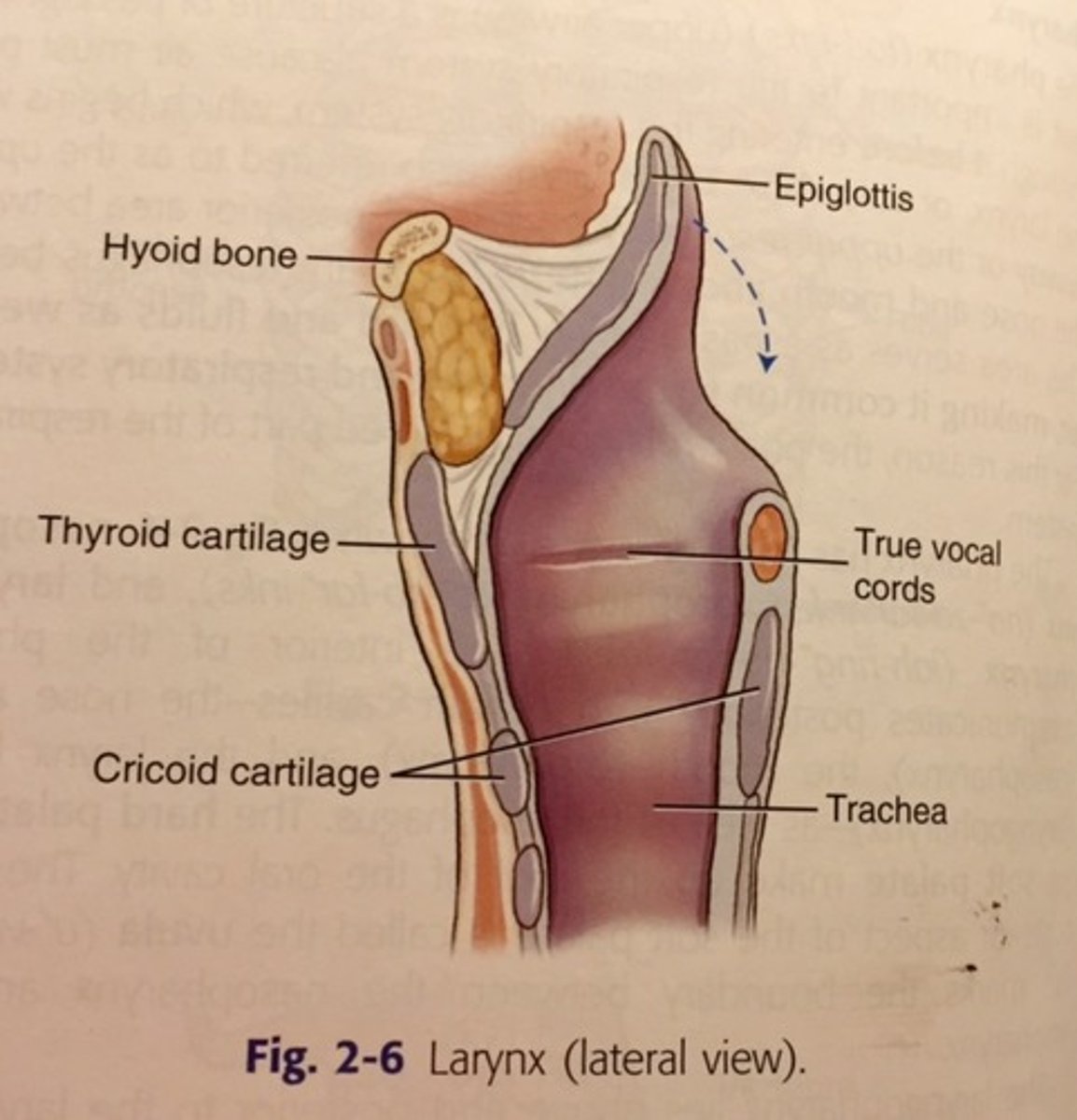 <p>Cricoid cartilage</p>