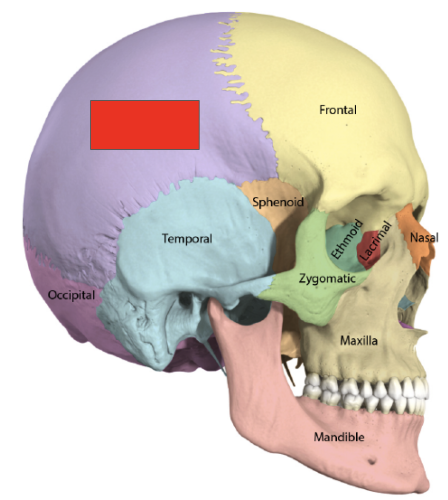 <p>Name the covered bone</p>