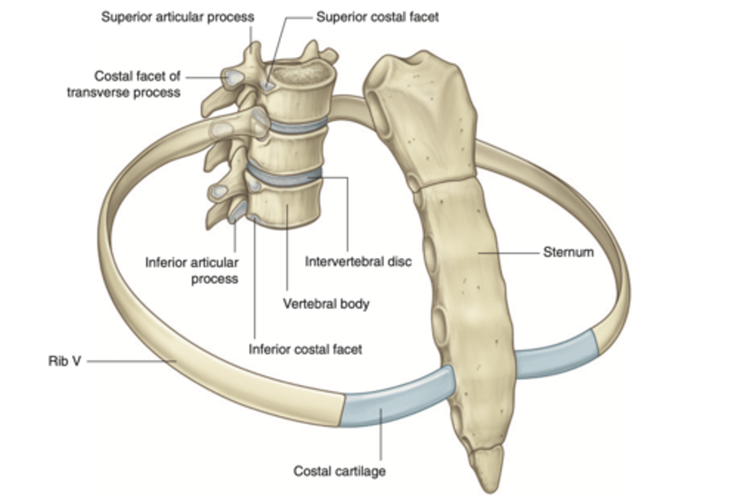 <p>where do ribs articulate?</p>