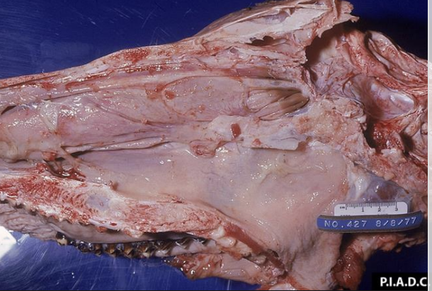<p>exudate</p>